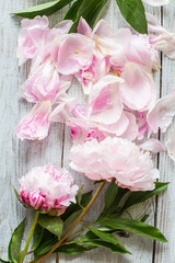 Fototapeta premium Pink peonies