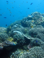 Obraz premium Fonds Marins de Apo Island