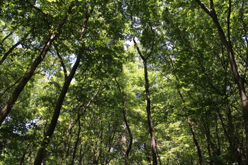 Fototapeta premium 木々の森