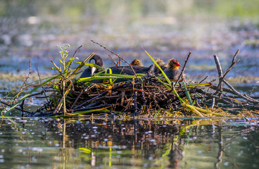 coot in nest with brood of chicks and male