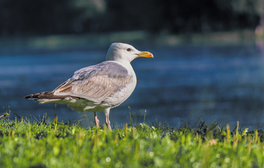 young gull on the river, which flows into the sea