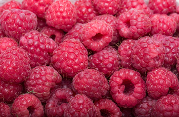 A beautiful selection of freshly picked ripe red raspberries.