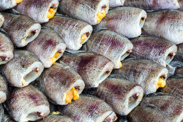 Snake Skin Gourami Fish,Pla Salit (Trichogaster pectoralis) desi