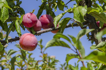 Red ripe plums on the tree