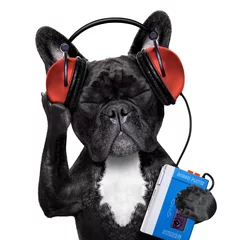 Photo sur Aluminium Chien fou dog listening music