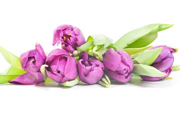 Tulips isolated on white background