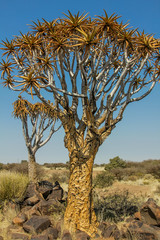 Giant aloe
