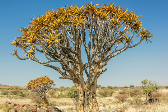 Quiver Tree Forest