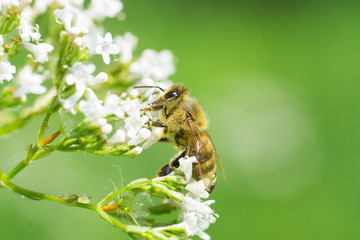 Biene auf der Blume