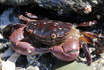Purple Shore Crab - Hemigrapsus nudus