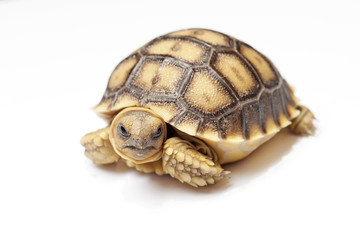african spurred tortoise or geochelone sulcata on white backgrou
