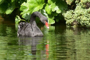 Black Swan, Cygnus atratus