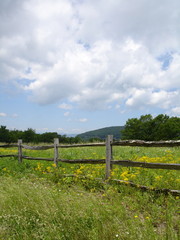 Fototapeta na wymiar Wildflower field in the Smokey Mountains.