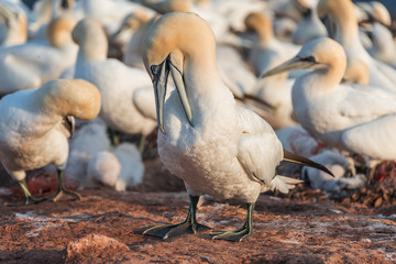 Colony of gannets at Helgoland island in North Sea, Germany