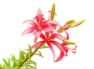 Beautiful pink lily flower