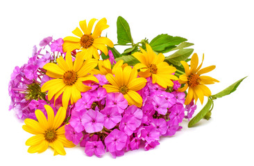 Yellow daisy flowers and purple phlox