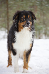 Australian Shepherd