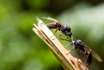 Ant during nuptial phase (Formica rufa) ready to take off from a twig