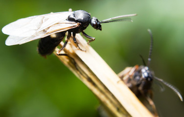 Ant during nuptial phase (Formica rufa) ready to take off from a twig