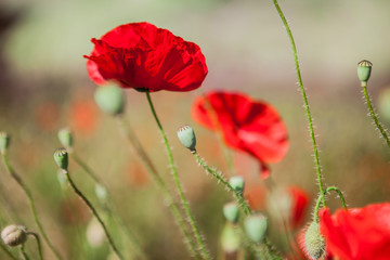 Obraz premium Close-up of red poppy flowers in summer
