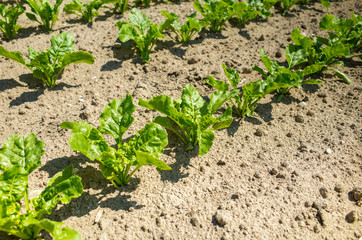 Sugar beet field close view