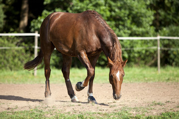 Obraz premium Horse on paddock paw the ground
