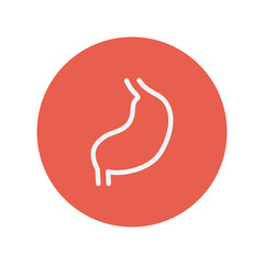 Stomach thin line icon
