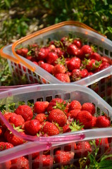 Paniers de fraises