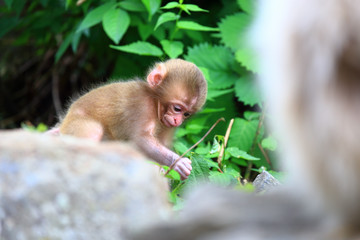 かわいい野生の猿の赤ちゃん