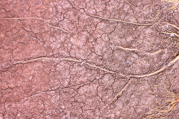 Tree roots background cracked soil drought.