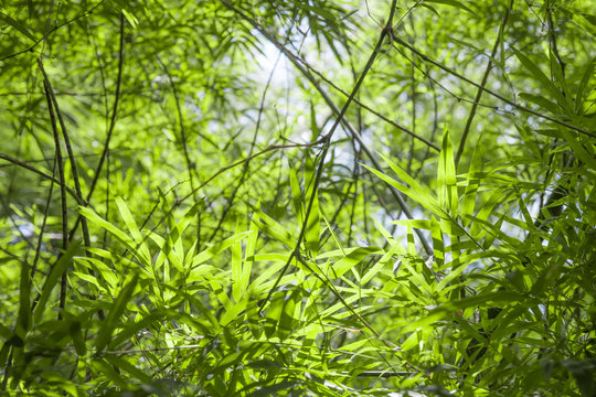 blured, bamboo green  leafs background