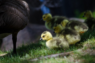Newborn Goslings Staying Close to Mom
