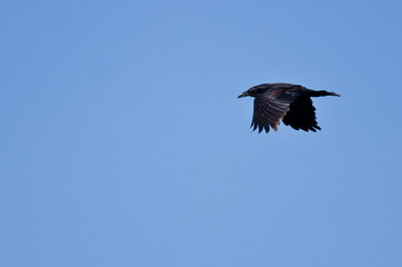 Common Raven Flying in a Blue Sky