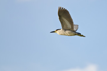 Black-Crowned Night-Heron Flying in a Blue Sky