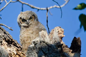 Young Owlet Making Direct Eye Contact From Its Nest