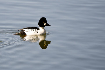 Male Common Goldeneye Swimming in the Lake