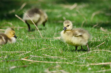 Adorable Little Gosling Looking for Food in the Green Grass