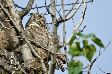 Great Horned Owl Scanning Across the Tree Tops