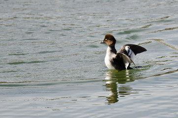 Fototapeta premium Female Common Goldeneye Stretching Its Wings on the Water