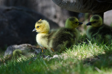 Newborn Gosling Resting in the Green Grass