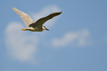 Black-Crowned Night-Heron Flying in a Blue Sky