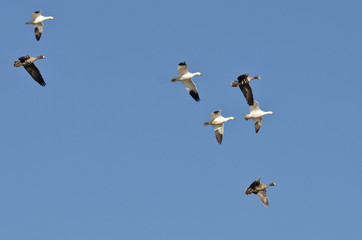 Snow Geese Flying with Greater White-Fronted Geese in a Blue Sky