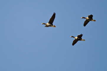 Three Greater White-Fronted Geese Flying in a Blue Sky