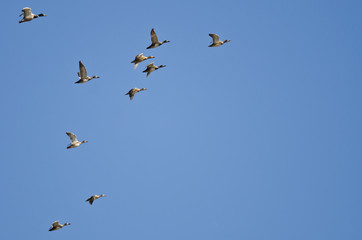 Flock of Ducks Flying in a Blue Sky