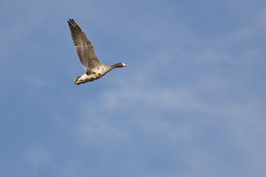 Lone Greater White-Fronted Goose Flying in a Blue Sky