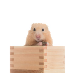木箱の中でひまわりの種を食べるキンクマハムスター