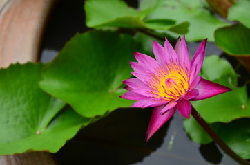 flowers,lotus,color,pink,wall,green,water,background,nature,bloom,plant