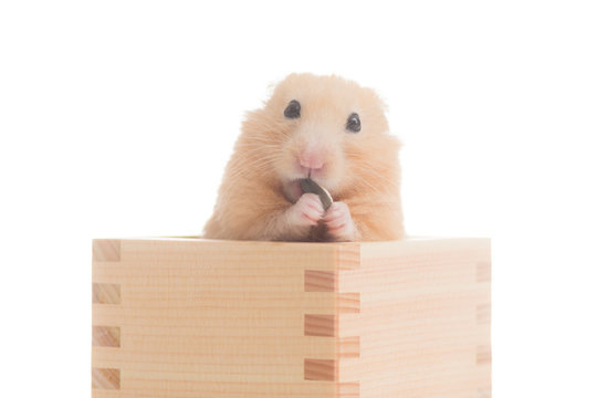 木箱の中でひまわりの種を食べるキンクマハムスター Stock 写真 Adobe Stock