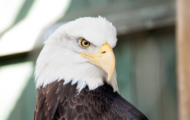 Bald Eagle