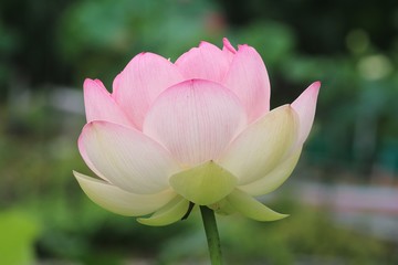 ハス　ミセススローカム